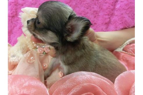 成約済の京都府のチワワ-4102の3枚目