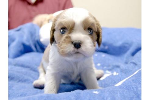 成約済の埼玉県のキャバリアキングチャールズスパニエル-3728の1枚目
