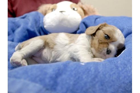 成約済の埼玉県のキャバリアキングチャールズスパニエル-3728の2枚目