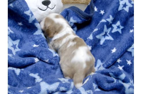 成約済の埼玉県のキャバリアキングチャールズスパニエル-3728の4枚目