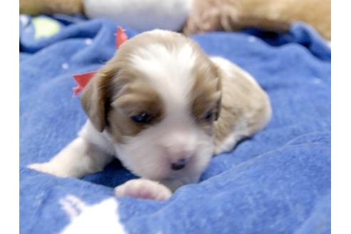 成約済の埼玉県のキャバリアキングチャールズスパニエル-3963の1枚目