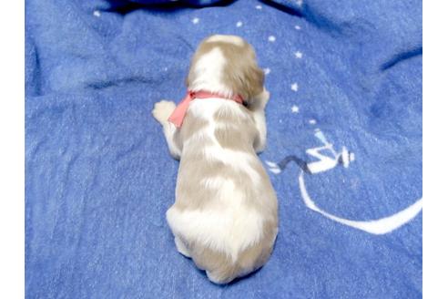 成約済の埼玉県のキャバリアキングチャールズスパニエル-3963の5枚目