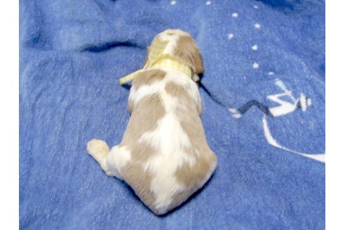 成約済の埼玉県のキャバリアキングチャールズスパニエル-3965の1枚目