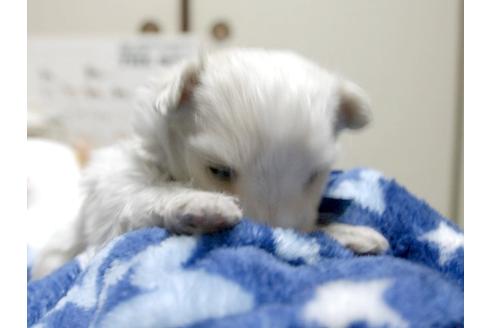 成約済の埼玉県のマルチーズ-3610の4枚目