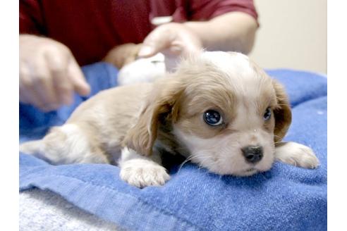 成約済の埼玉県のキャバリアキングチャールズスパニエル-3505の2枚目
