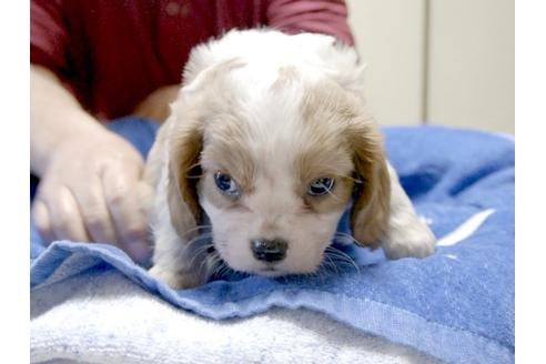 成約済の埼玉県のキャバリアキングチャールズスパニエル-3505の3枚目