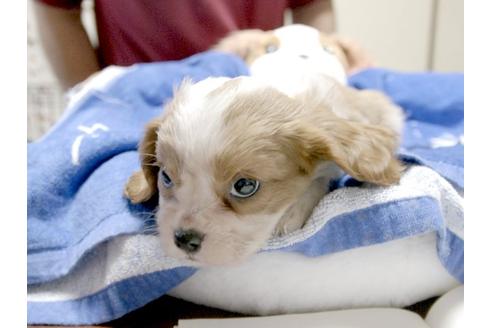 成約済の埼玉県のキャバリアキングチャールズスパニエル-3505の4枚目