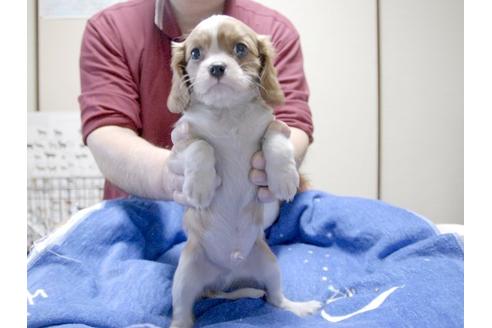 成約済の埼玉県のキャバリアキングチャールズスパニエル-3507の3枚目