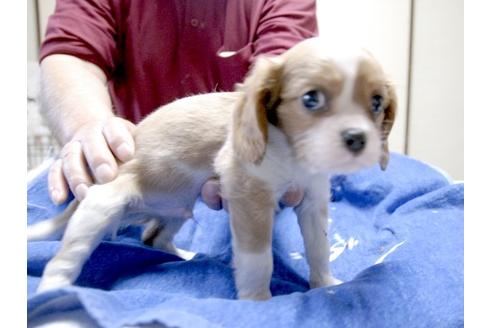 成約済の埼玉県のキャバリアキングチャールズスパニエル-3507の4枚目