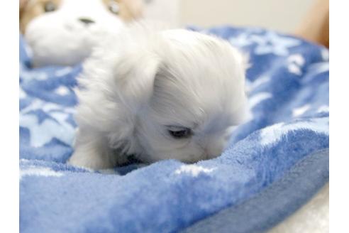 成約済の埼玉県のマルチーズ-3510の3枚目