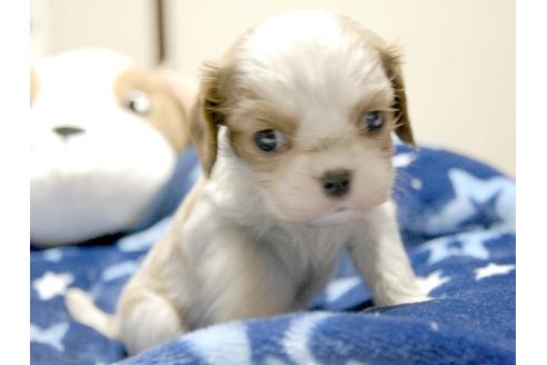 成約済の埼玉県のキャバリアキングチャールズスパニエル-3512の1枚目