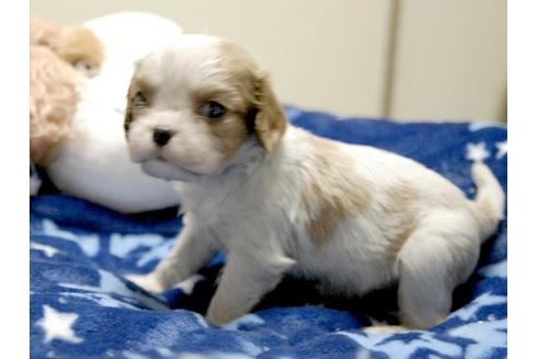 成約済の埼玉県のキャバリアキングチャールズスパニエル-3512の2枚目