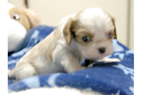 成約済の埼玉県のキャバリアキングチャールズスパニエル-3512の3枚目