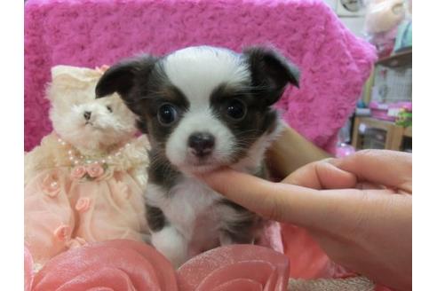 成約済の京都府のチワワ-3983の1枚目