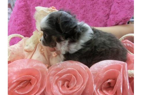 成約済の京都府のチワワ-3983の2枚目