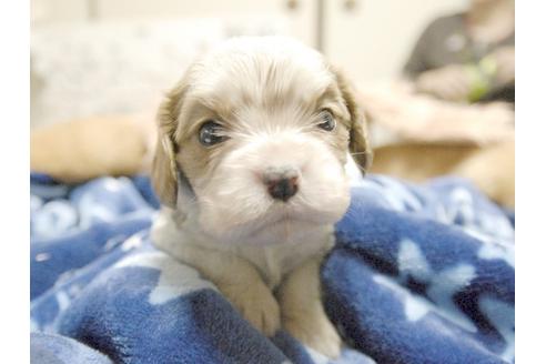 成約済の埼玉県のキャバリアキングチャールズスパニエル-3964の1枚目