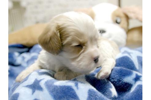 成約済の埼玉県のキャバリアキングチャールズスパニエル-3966の3枚目