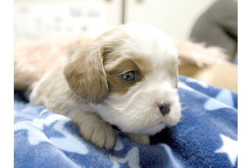 成約済の埼玉県のキャバリアキングチャールズスパニエル-3967の3枚目