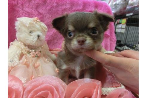 成約済の京都府のチワワ-3992の1枚目