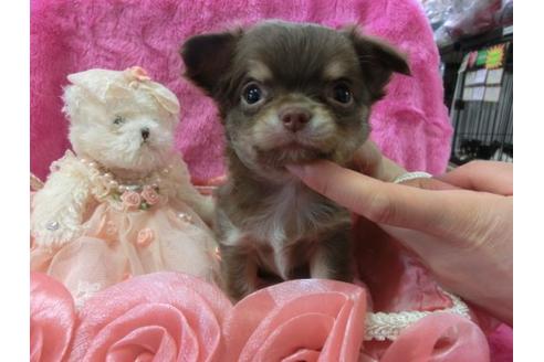成約済の京都府のチワワ-3992の2枚目