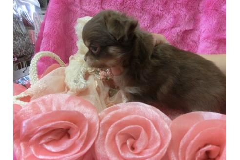 成約済の京都府のチワワ-3992の3枚目