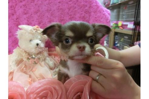 成約済の京都府のチワワ-3975の1枚目