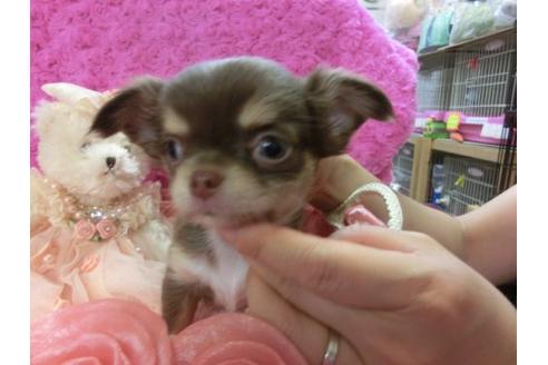 成約済の京都府のチワワ-3975の2枚目