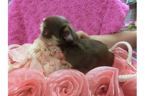 成約済の京都府のチワワ-3975の3枚目