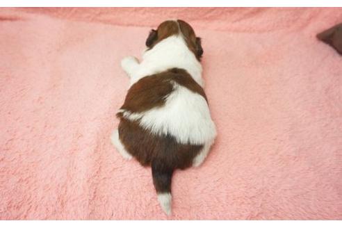 成約済の奈良県のシーズー-4263の1枚目