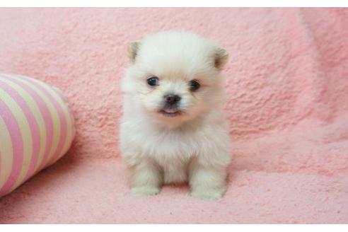 成約済の奈良県のミックス犬-4264の1枚目