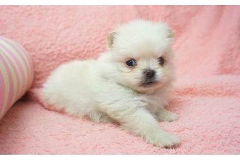 成約済の奈良県のミックス犬-4264の2枚目