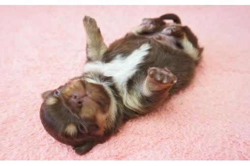 成約済の奈良県のチワワ-4265の2枚目