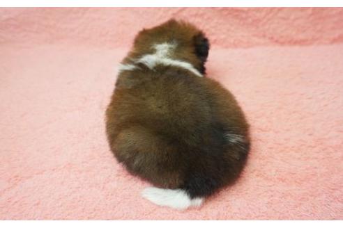 成約済の奈良県のシーズー-4268の2枚目