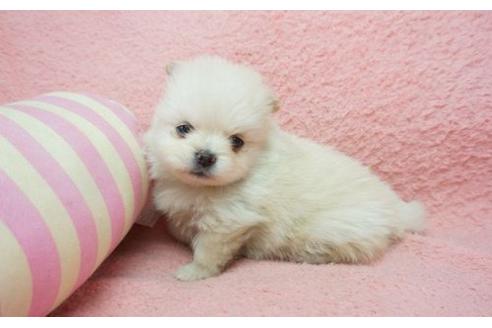 成約済の奈良県のミックス犬-4269の1枚目