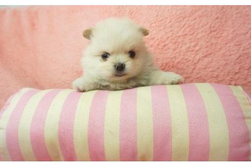 成約済の奈良県のミックス犬-4269の2枚目