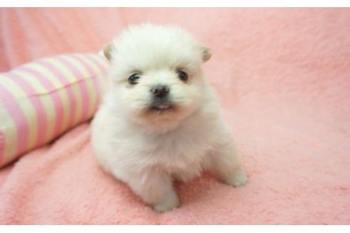 成約済の奈良県のミックス犬-4269の3枚目