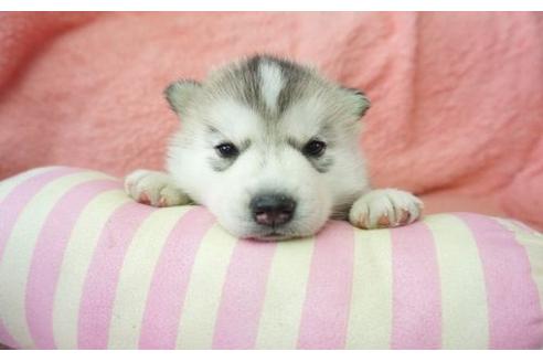 成約済の奈良県のシベリアンハスキー-4270の3枚目