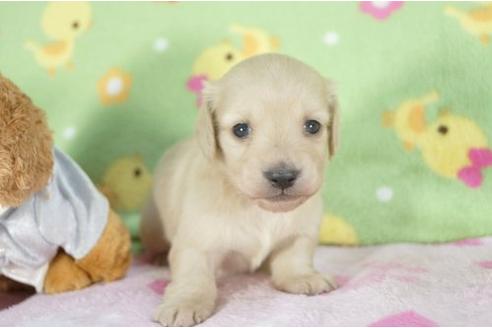 成約済の兵庫県のミニチュアダックスフンド-4273の1枚目