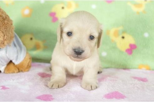 成約済の兵庫県のミニチュアダックスフンド-4273の2枚目