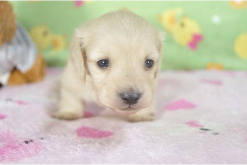 成約済の兵庫県のミニチュアダックスフンド-4273の3枚目