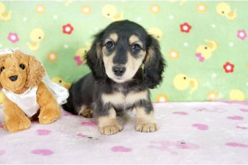 成約済の兵庫県のミニチュアダックスフンド-4274の1枚目