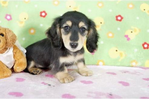 成約済の兵庫県のミニチュアダックスフンド-4274の2枚目