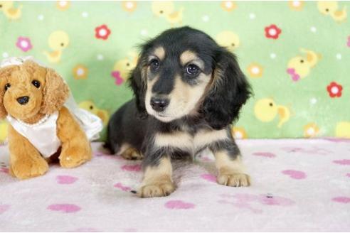 成約済の兵庫県のミニチュアダックスフンド-4274の3枚目