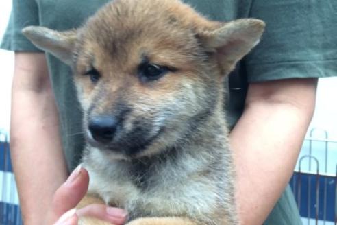成約済の愛知県の柴犬-507の3枚目
