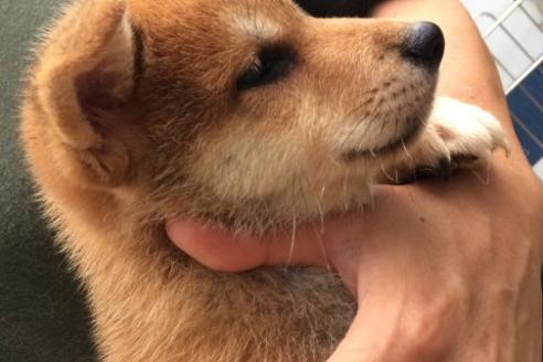 成約済の愛知県の柴犬-508の1枚目