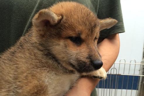 成約済の愛知県の柴犬-508の2枚目