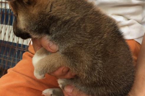 成約済の愛知県の柴犬-508の3枚目