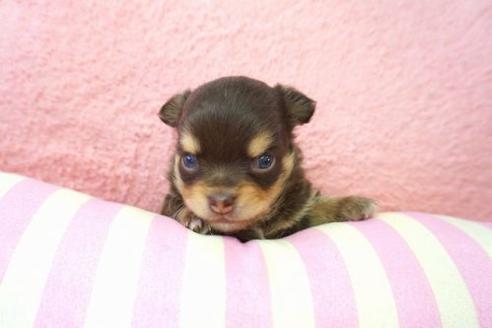 成約済の奈良県のチワワ-661の2枚目