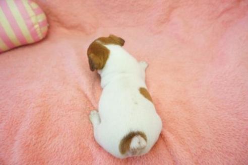 成約済の奈良県のジャックラッセルテリア-663の2枚目