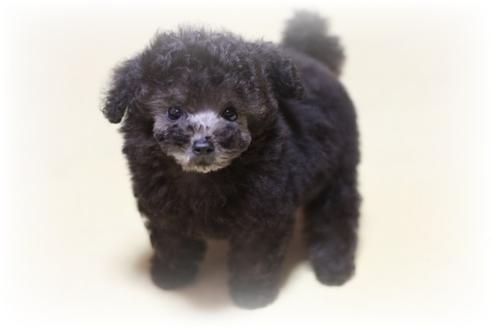 成約済の大阪府のトイプードル-945の3枚目
